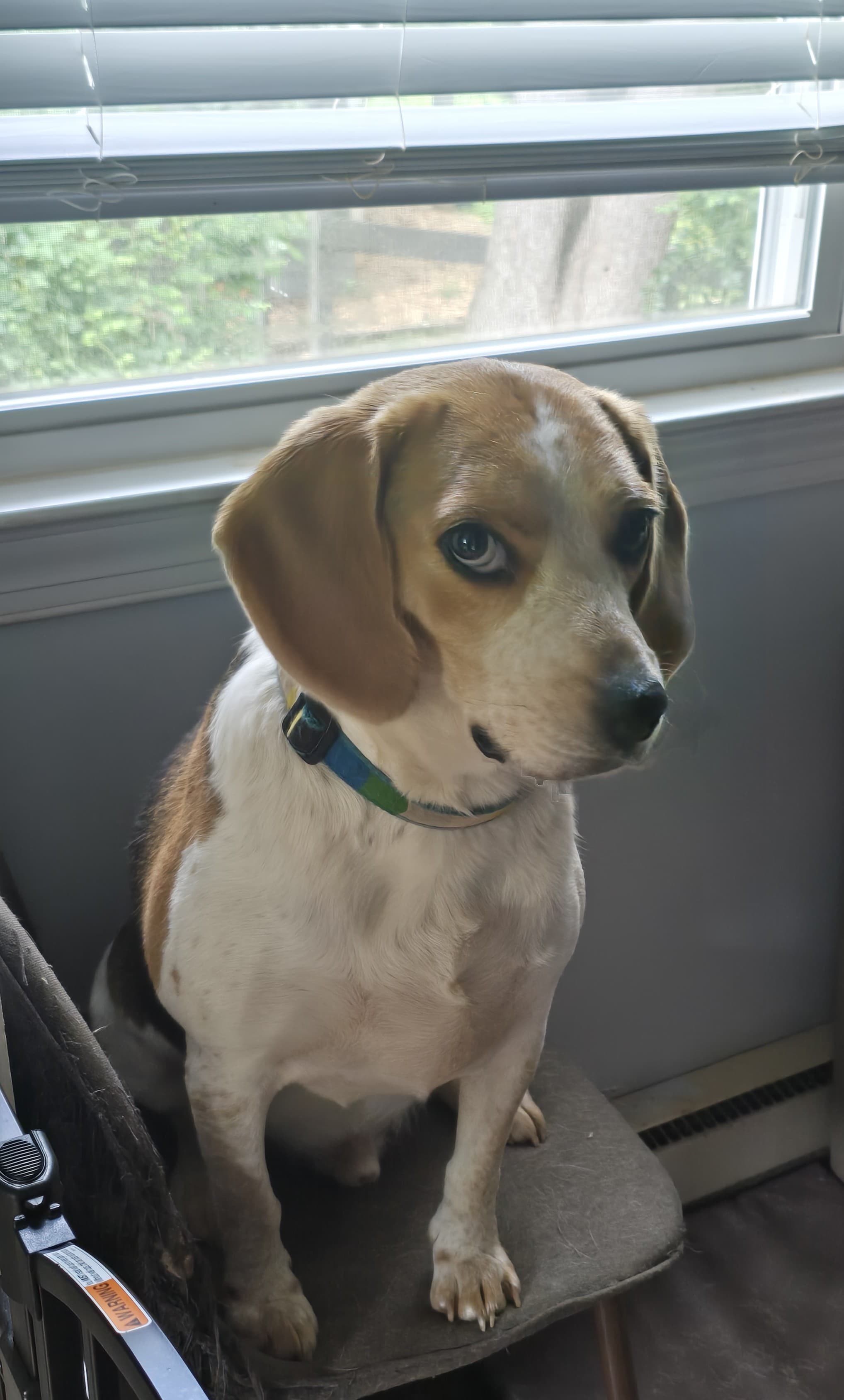 ROSCOE portrait